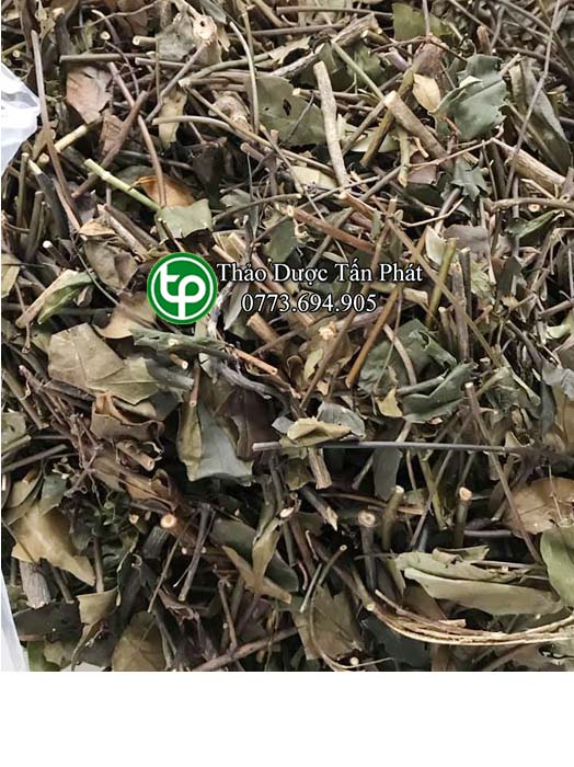 [Trà khô với về hàng] Chè vằng giảm cân 500g - Thảo Dược Tấn Phát