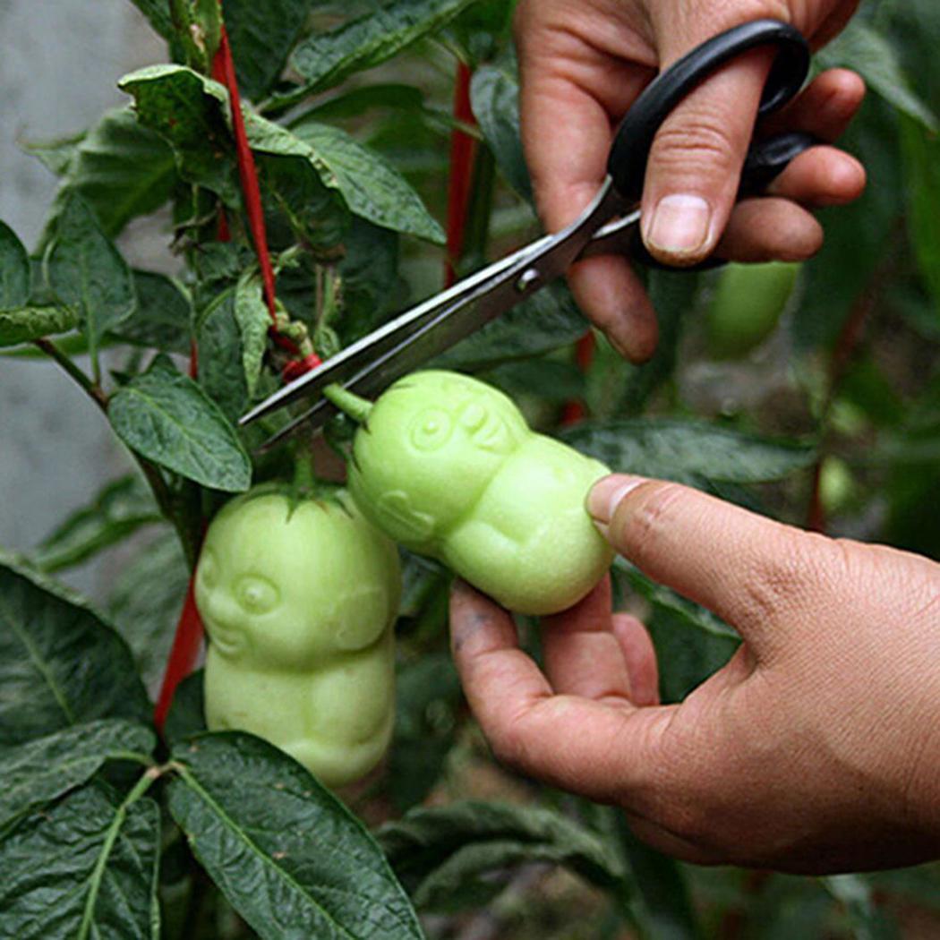 Lợi thấp 20 Hạt/50 Hạt Dưa Pepino Dưa Solanum Muricatum Hạt Giống Thực Vật Vườn (20 cái) Plants -quốc tế