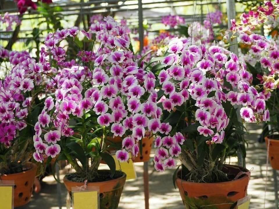 hoa lan yaya mini cây giống