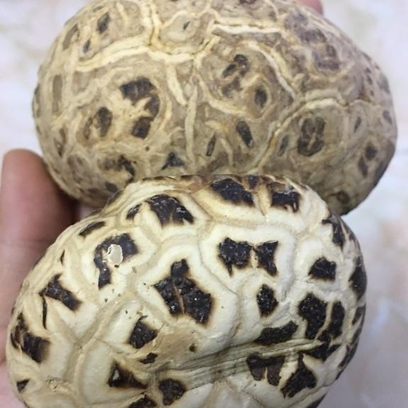 1kg nấm đông cô
