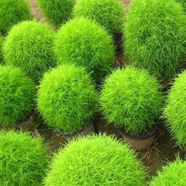 Hạt Giống cỏ đổi màu nhật bản /gói 50 hạt