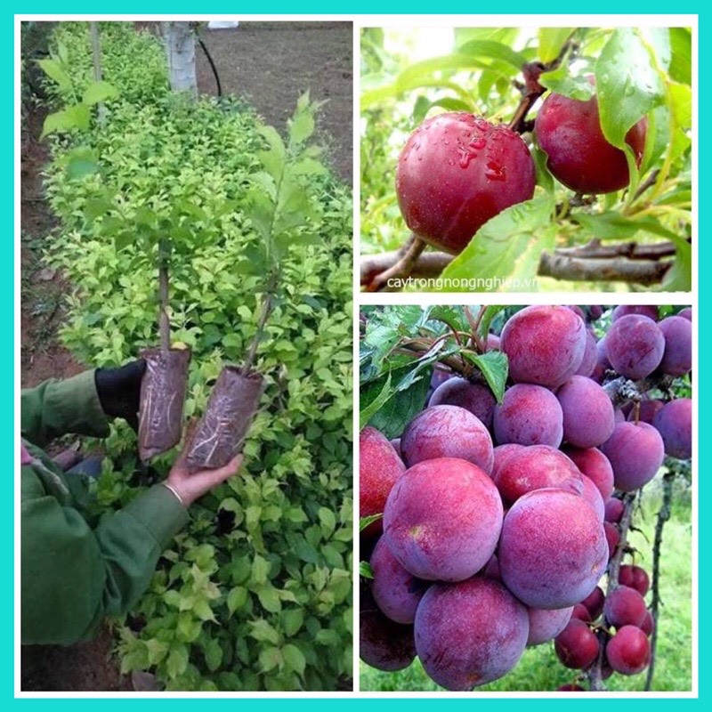 Cây mận mộc châu chuẩn giống