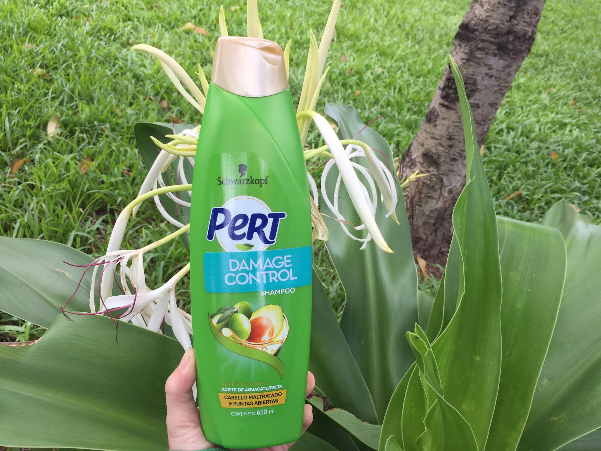 Dầu gội Pert Schwarzkopf 650 ml