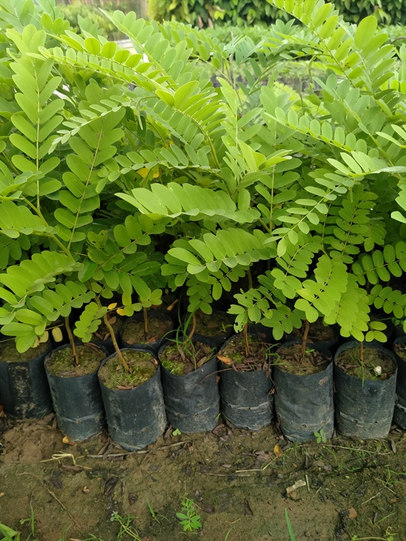 combo 2 cây muồng anh đào
