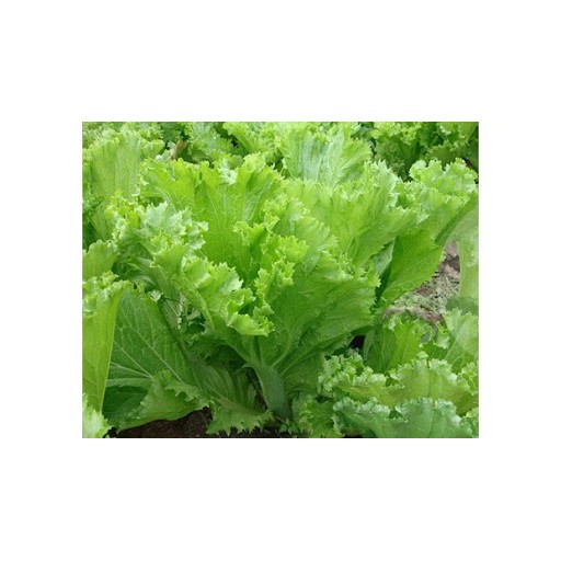 Hạt Cải Bẹ xanh Mào gà - Gói 20 gram