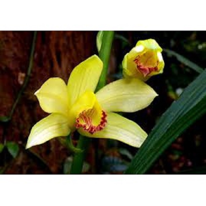 CỦ GIỐNG ĐỊA LAN HẠC ĐỈNH NÂU TÂY BẮC