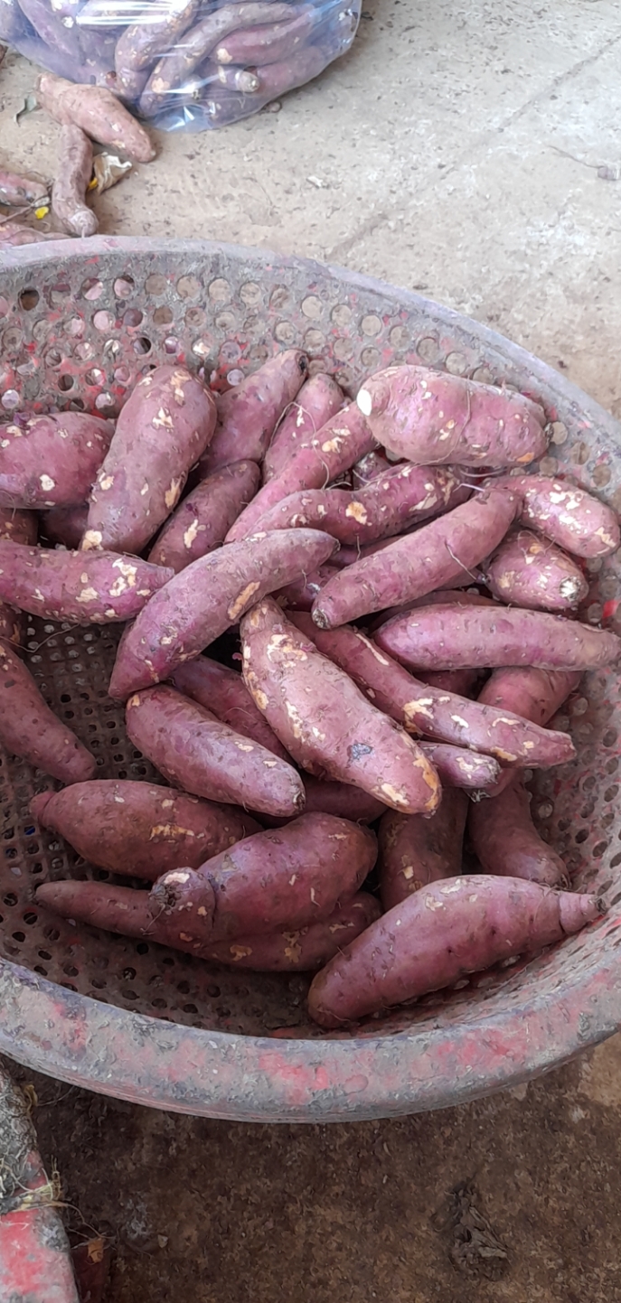 1 ký khoai lang mật Tà Nung - SAM LÊ SHOP.................
