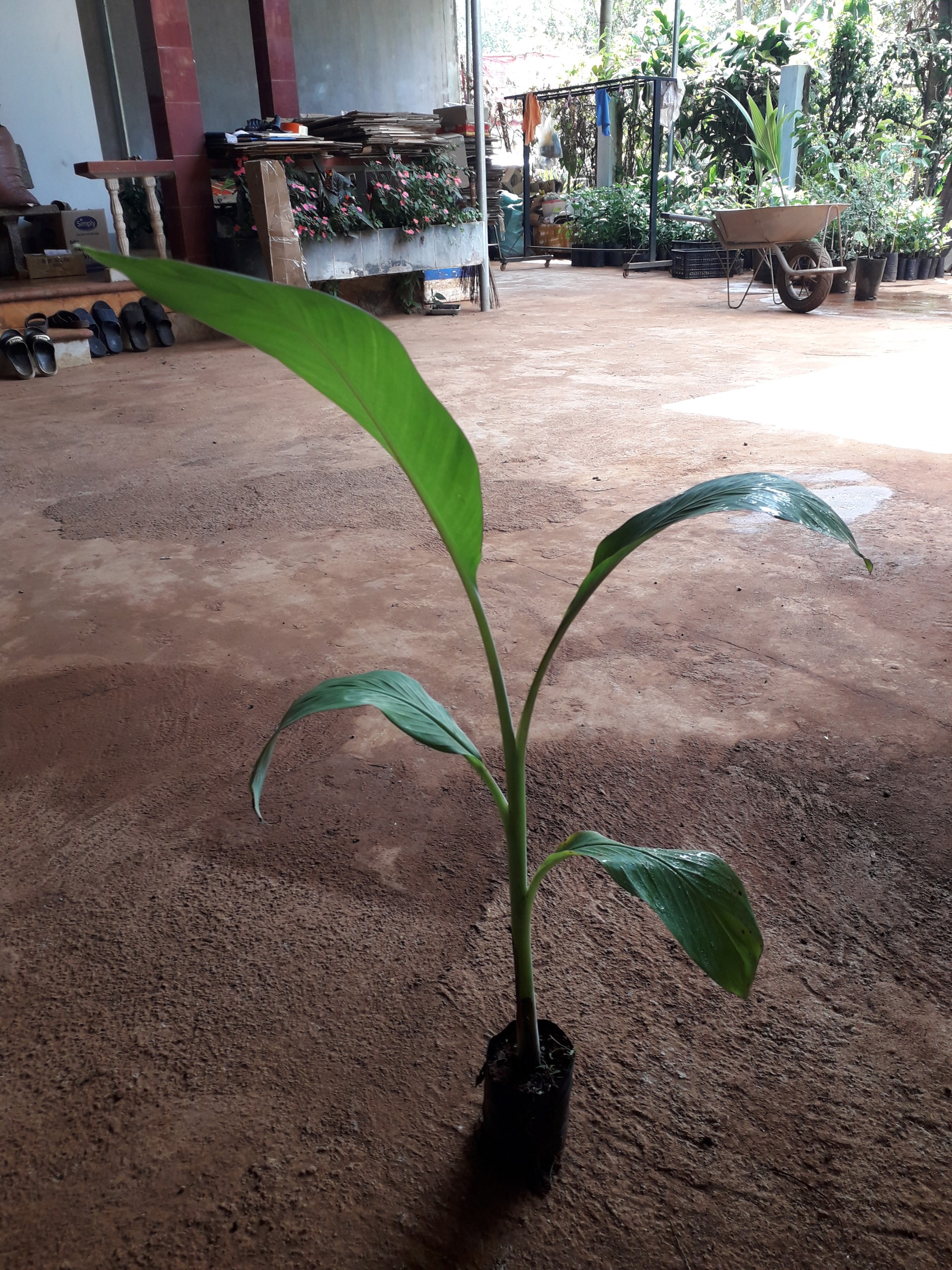 Cây giống chuối Mốc