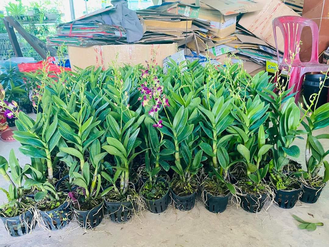 denro Burana Sunshine