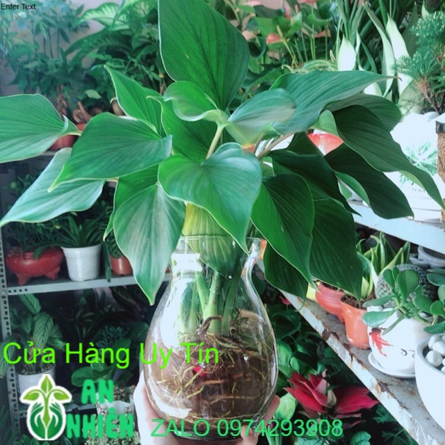 Chậu Cây Thanh Tâm Thuỷ Sinh