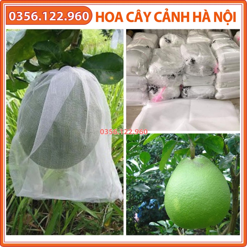 100 Túi bọc trái cây 30x30cm dùng cho bưởi, cam, xoài, mãng cầu, túi bọc bưởi - Shop hoa cây cảnh Hà Nội