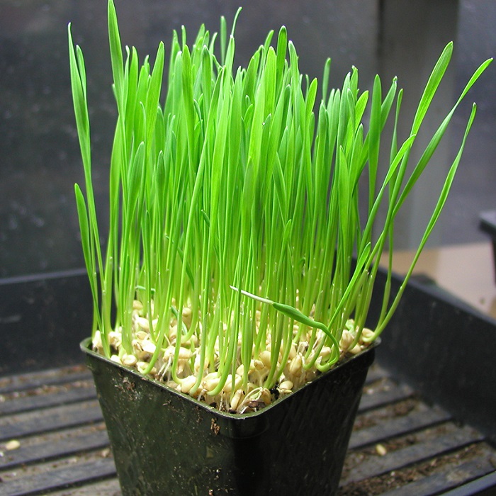 1kg hạt giống trồng cỏ lúa mì cho Thỏ-Bọ ú-Chó Mèo