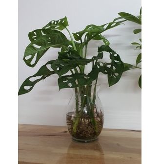 Trầu bà lá lỗ (trồng thuỷ sinh được)