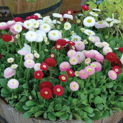 Hạt giống hoa cúc anh mix màu - dễ trồng, siêu đẹp