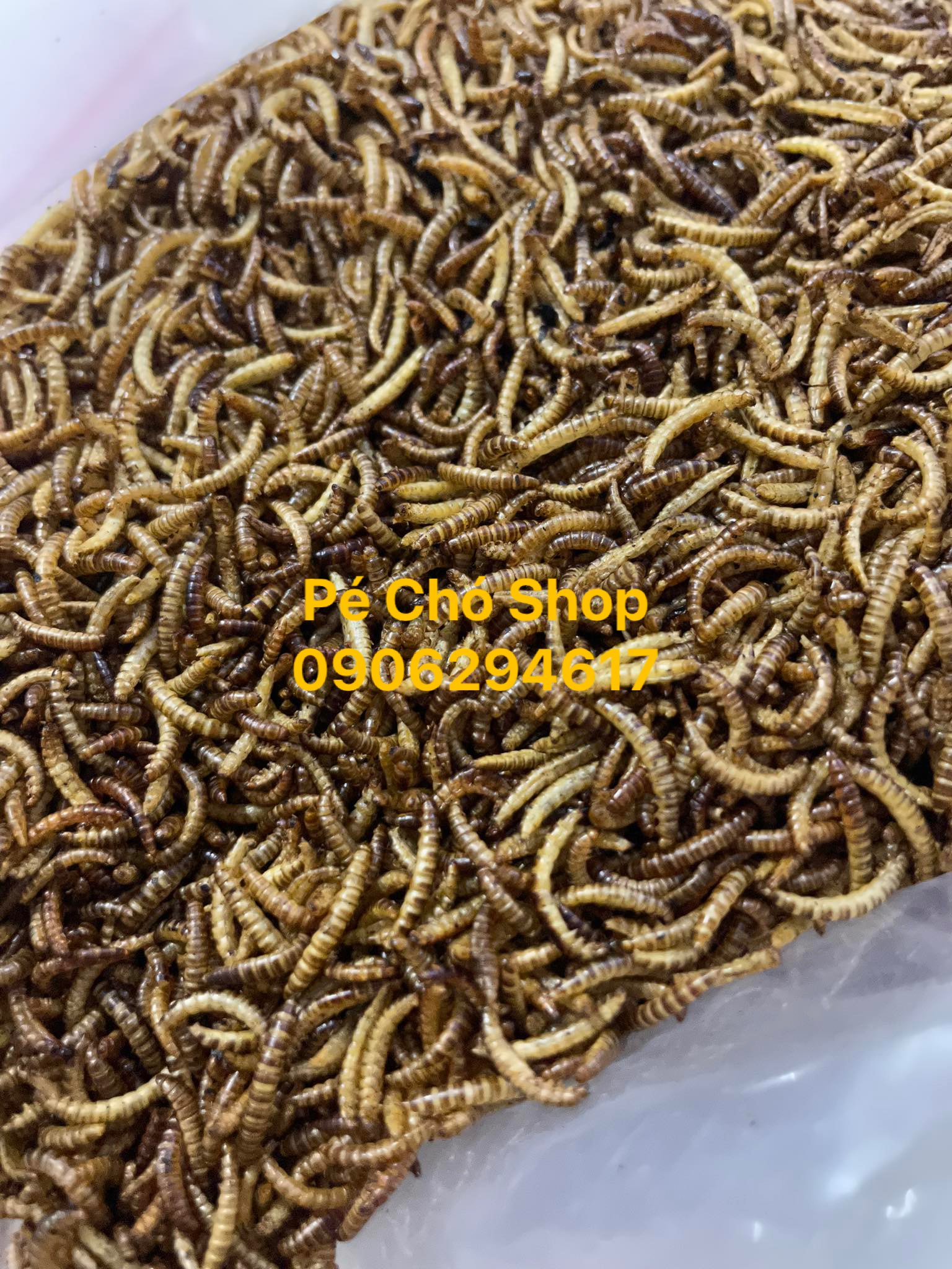 Sâu gạo rang túi nhỏ ăn dặm cho hamster,chim,sóc .