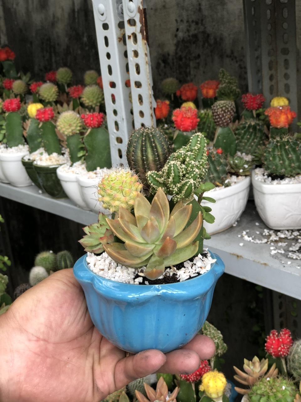 Xương Rồng ghép Chậu Sứ