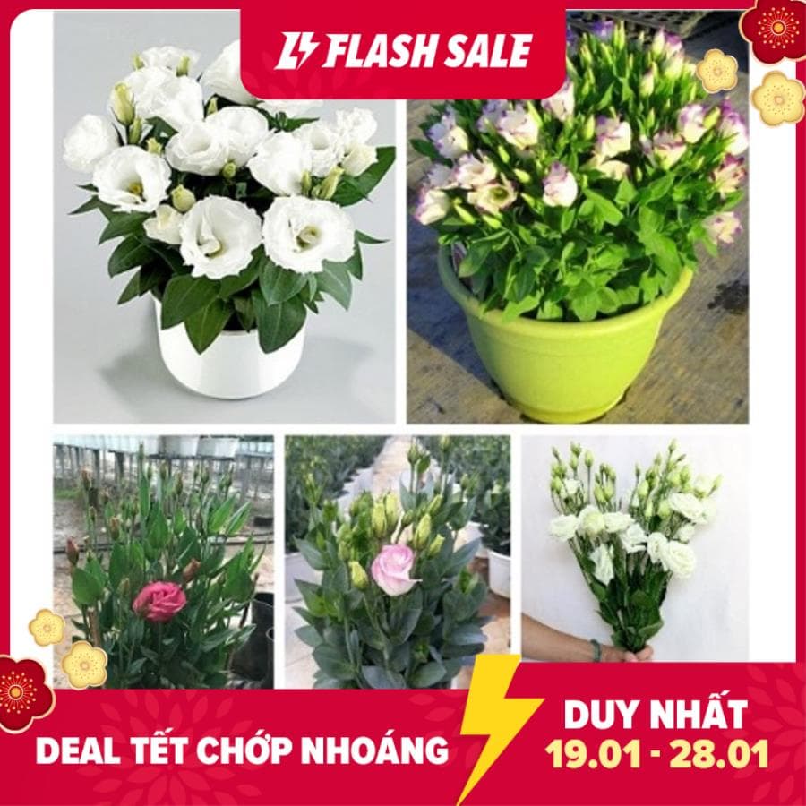 MJ86 GÓI 50 Hạt Giống Hoa Cát Tường - Mix Màu