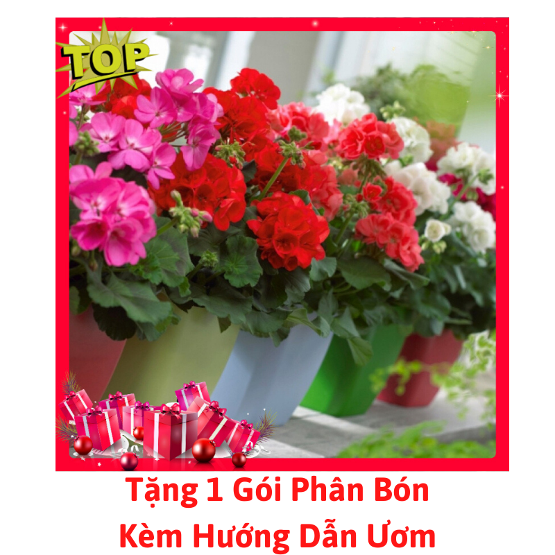 [Lấy mã giảm thêm 30%] Gói Hạt Giống Hoa Phong Lữ Thảo