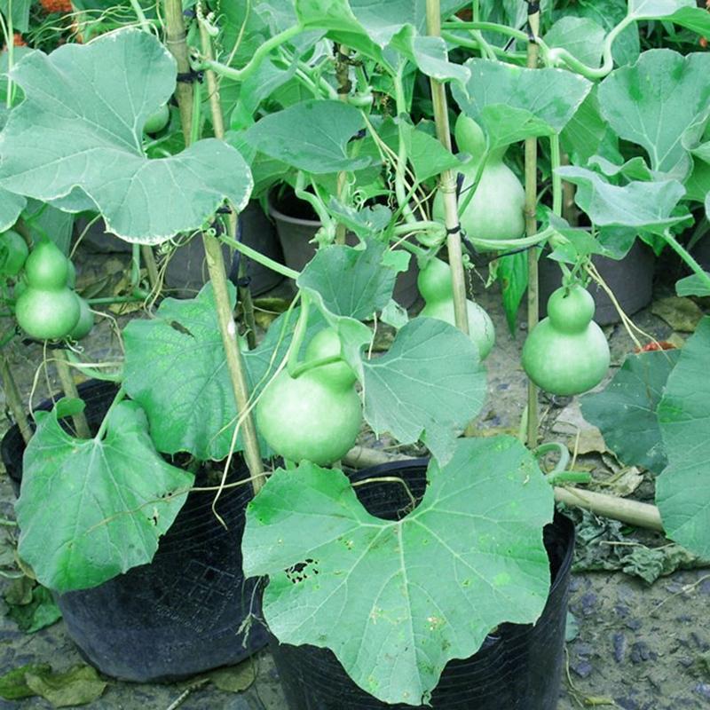 Hạt Giống Bầu Hồ Lô Quả To - 10 Hạt
