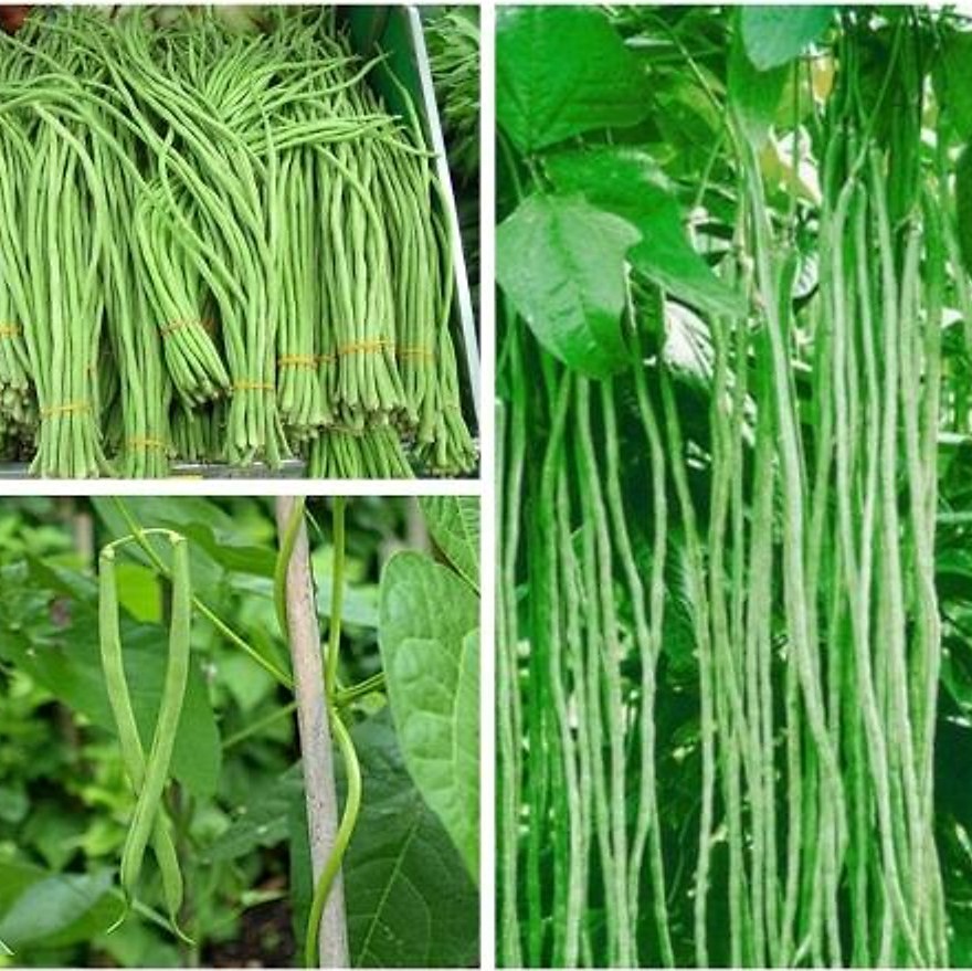 Hạt giống Đậu Đũa Hạt Đen Phú Nông - 10g