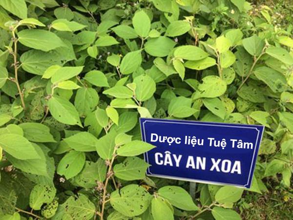 [HCM]Cây an xoa - HOA TÍM