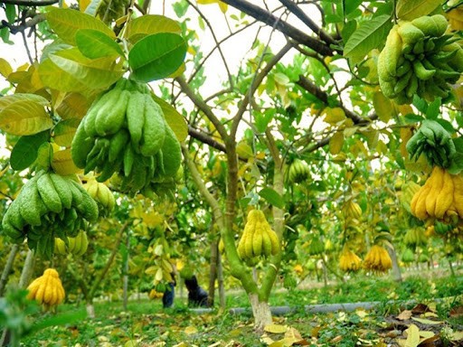 Cây giống Phật Thủ