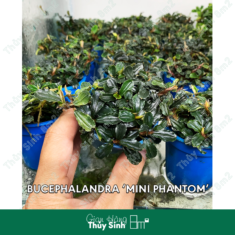 Chậu bucep mix, bucep phantom | cây thủy sinh tiền cảnh, giá thể | 8m2