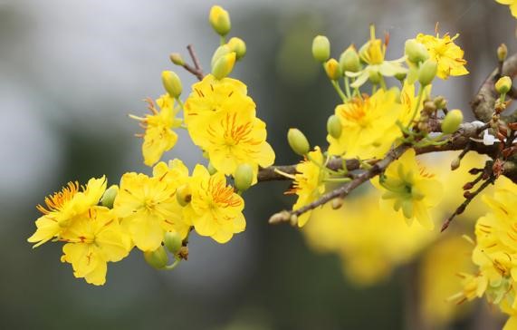 Cây giống mai đại lộc