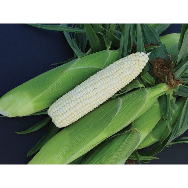 Hạt Giống Ngô Nếp Trắng - 20 Gram