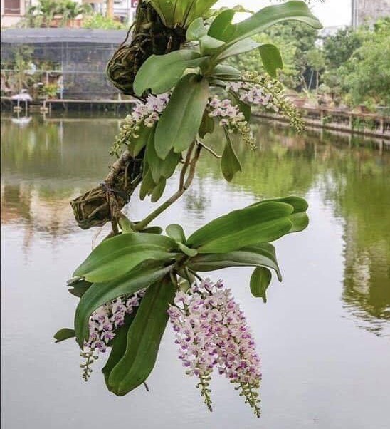 Lan rừng ngọc điểm (ghép chậu 2 cây - loại lớn)