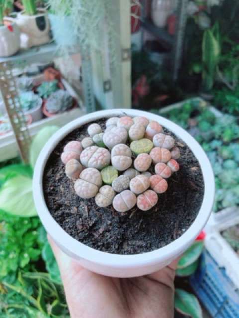 Chậu Cây Hoa Sỏi - Lipthop (Mông)