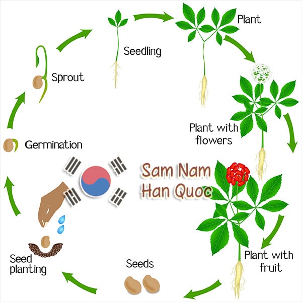 Gói 5 Hạt giống Nhân Sâm Hàn Quốc