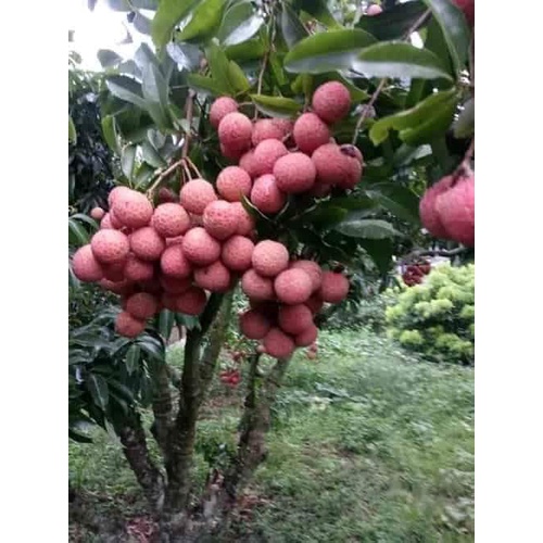 CÂY GIỐNG VẢI KHÔNG HẠT ( CHUẨN GIỐNG - SIÊU TRÁI )