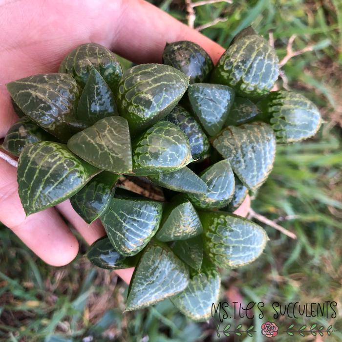Sen đá Haworthia tam giác