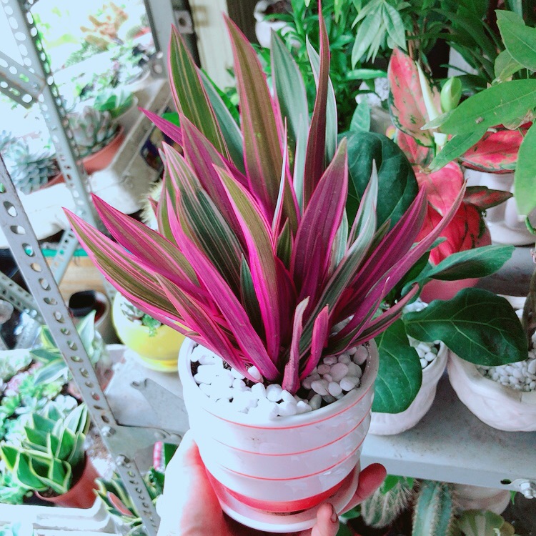 Chậu Cây Bảy Sắc Cầu Vòng