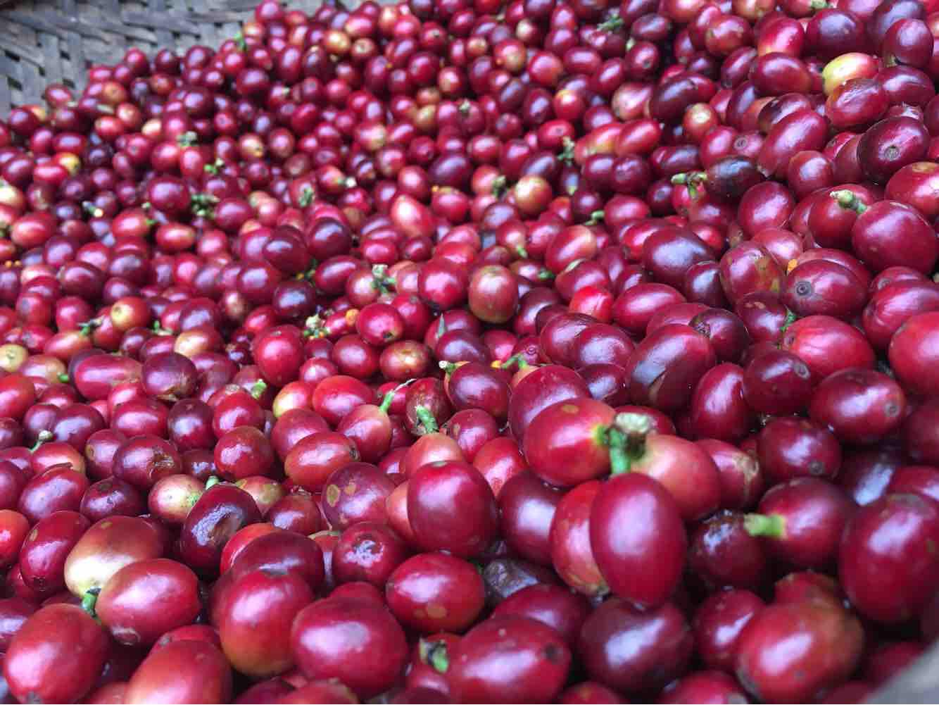 Trà cascara ( trà vỏ cà phê) làm từ vỏ trái arabica