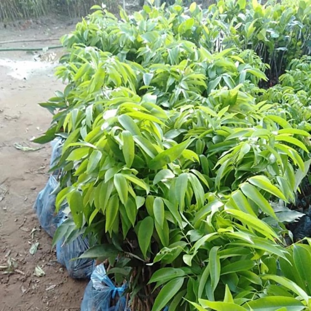 Vải không hạt Nhật bản