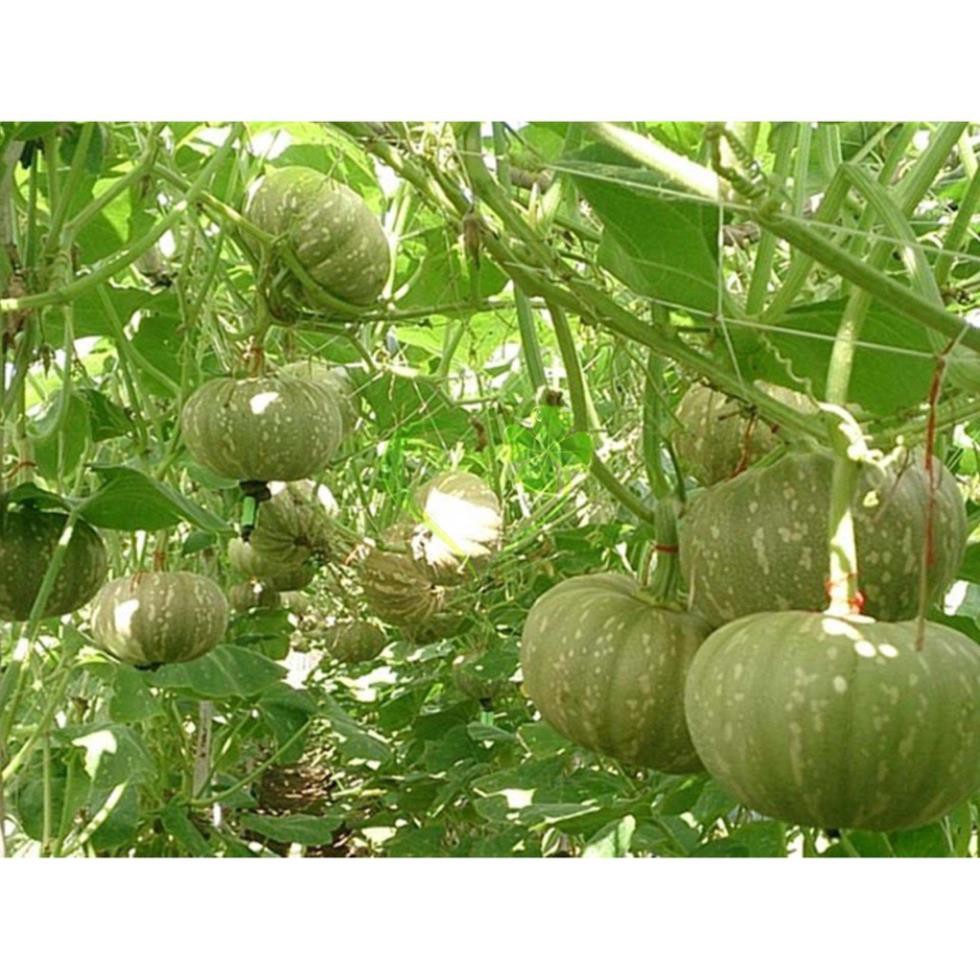 Hạt giống bí đỏ tròn - gói 2 gram