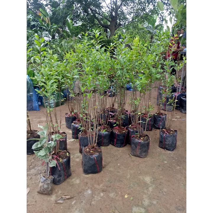 Cây Lựu Tím (Lựu Đen) - (chuẩn giống cây trồng)