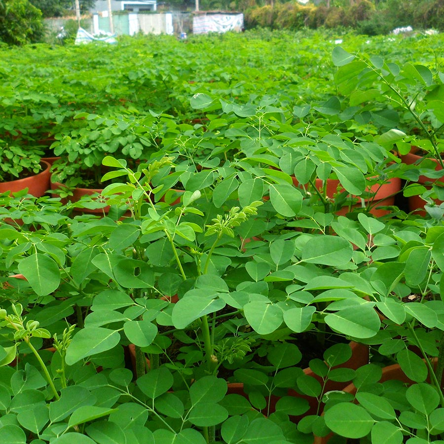 Túi 10 Hạt giống rau chùm ngây