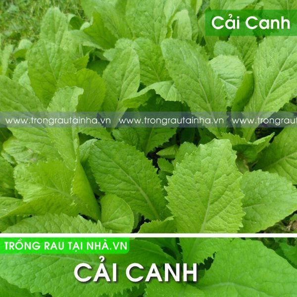 Hạt Giống Cải Canh Mơ cao sản gói 20gram