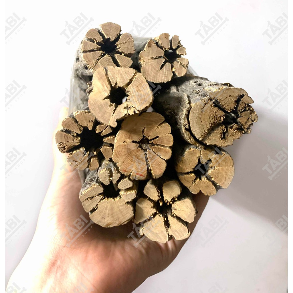 Lũa Cholla Cactus Size 15CM - Lũa Xương Rồng Chuyên Dành Cho Tép Và Chim Cảnh [CHOLLA]
