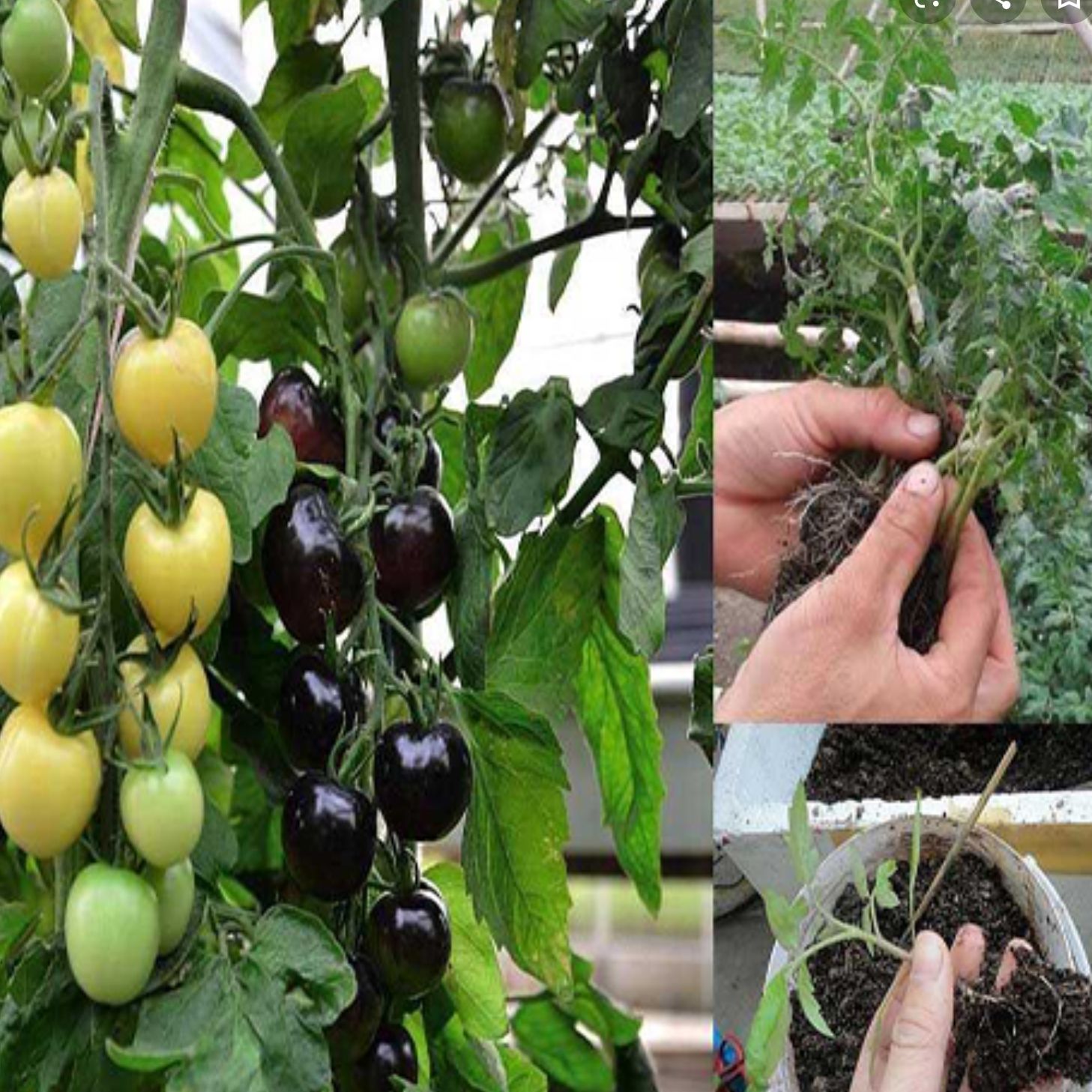 Hạt giống Cà chua đen (Black Tomato) - Maivangseeds