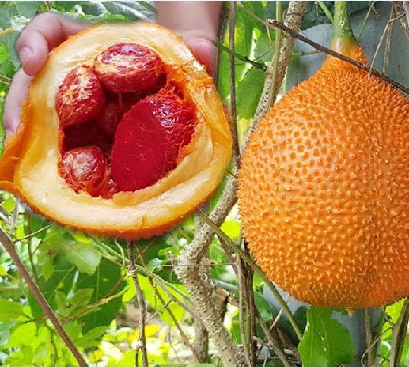 Hạt giống quả gấc cao sản f1