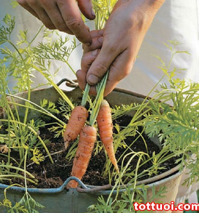 Hạt giống cà rốt mini ( cà rốt tí hon ) - 100 hạt/gói
