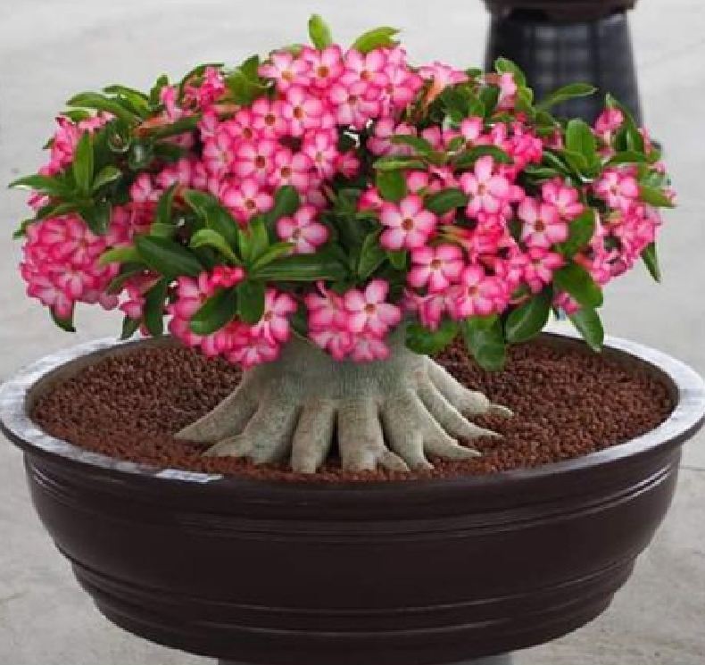 Hạt giống hoa sứ kim tự tháp - gói 5 hạt
