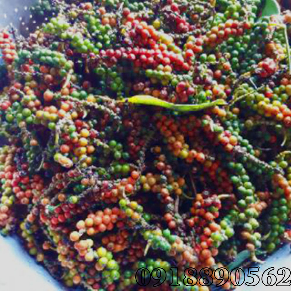1kg hạt tiêu đen chín đỏ_ DAKLAK hạt tiêu vụ mới