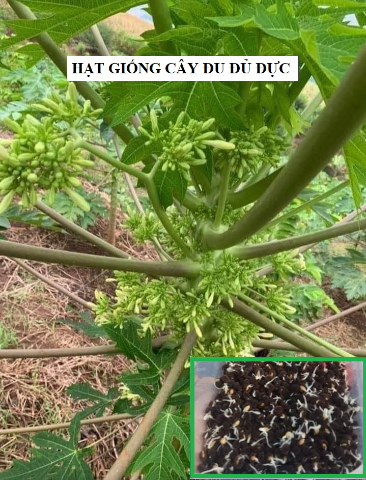 Hạt giống cây đu đủ đực - gói 20 hạt