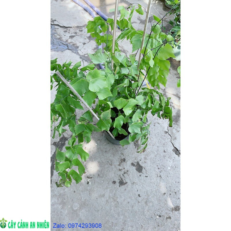 Cây tóc thần vệ nữ