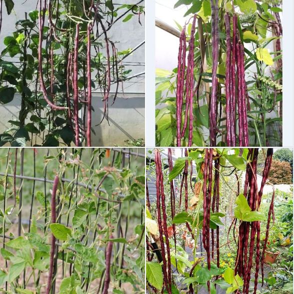 Hạt giống đậu đũa đỏ Mỹ - 1 gói 3gram